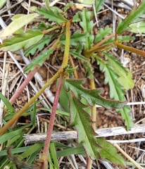Hermannia coccocarpa