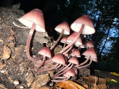 Mycena haematopus