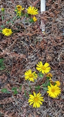 Grindelia hirsutula