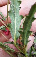 Hermannia coccocarpa