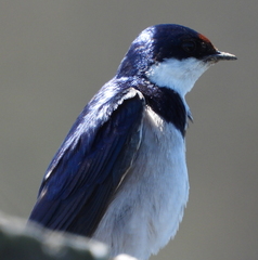 Hirundo albigularis