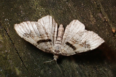 Xanthorhoe lacustrata