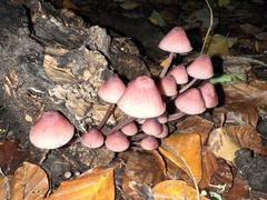 Mycena haematopus