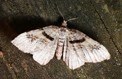 Xanthorhoe lacustrata