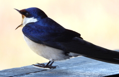 Hirundo albigularis