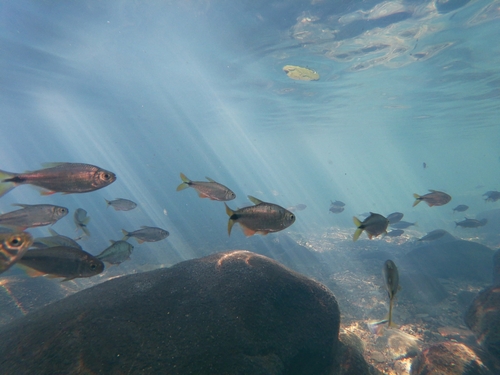 Mexican Tetra