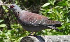 Columba guinea