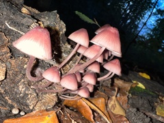 Mycena haematopus