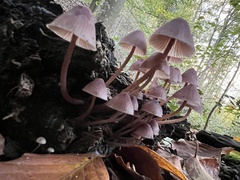 Mycena haematopus