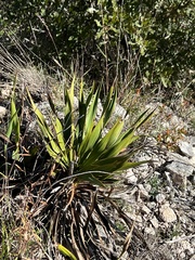 Yucca rupicola