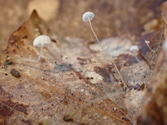 Mycena capillaris