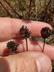 Helianthus longifolius