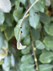 Euura pavida