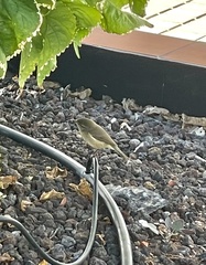 Phylloscopus canariensis