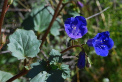Phacelia campanularia vasiformis