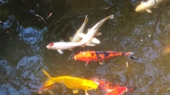 Cyprinus rubrofuscus