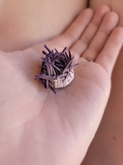 Strongylocentrotus purpuratus