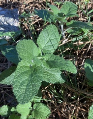 Teucrium scorodonia