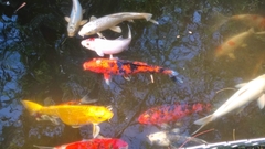 Cyprinus rubrofuscus