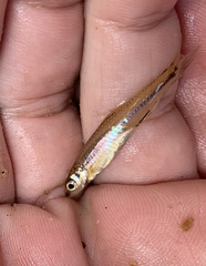 Notropis