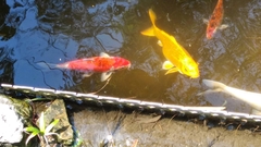 Cyprinus rubrofuscus