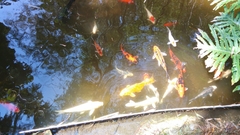 Cyprinus rubrofuscus