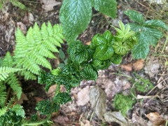 Phylloplecta tripunctata