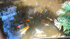 Cyprinus rubrofuscus