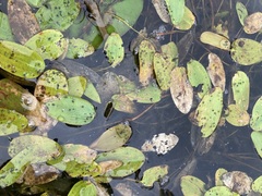 Potamogeton