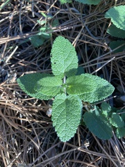 Teucrium scorodonia
