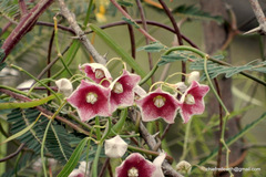 Oxystelma esculentum