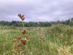 Juncus marginatus