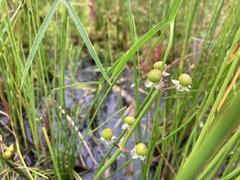 Sagittaria