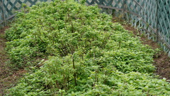 Lippia graveolens