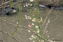 Oxystelma esculentum