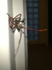 Acanthocephala declivis