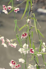 Oxystelma esculentum