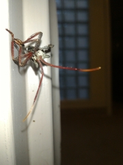 Acanthocephala declivis