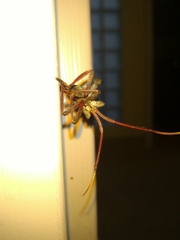 Acanthocephala declivis