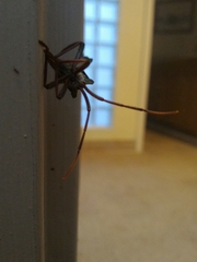 Acanthocephala declivis