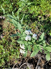 Heliotropium ramosissimum image