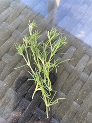 Spergula arvensis
