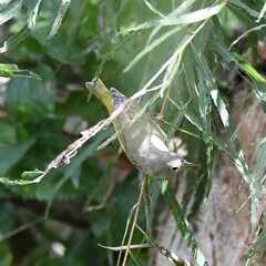 Leiothlypis ruficapilla