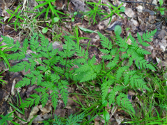 Conioselinum tataricum