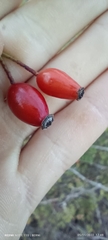 Rosa canina