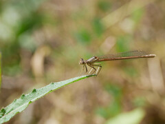 Platycnemis acutipennis
