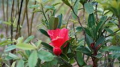 Camellia