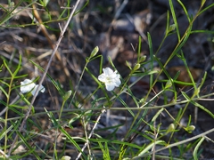 Stylisma pickeringii