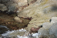 Actinia mediterranea