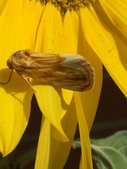 Cirrhophanus triangulifer